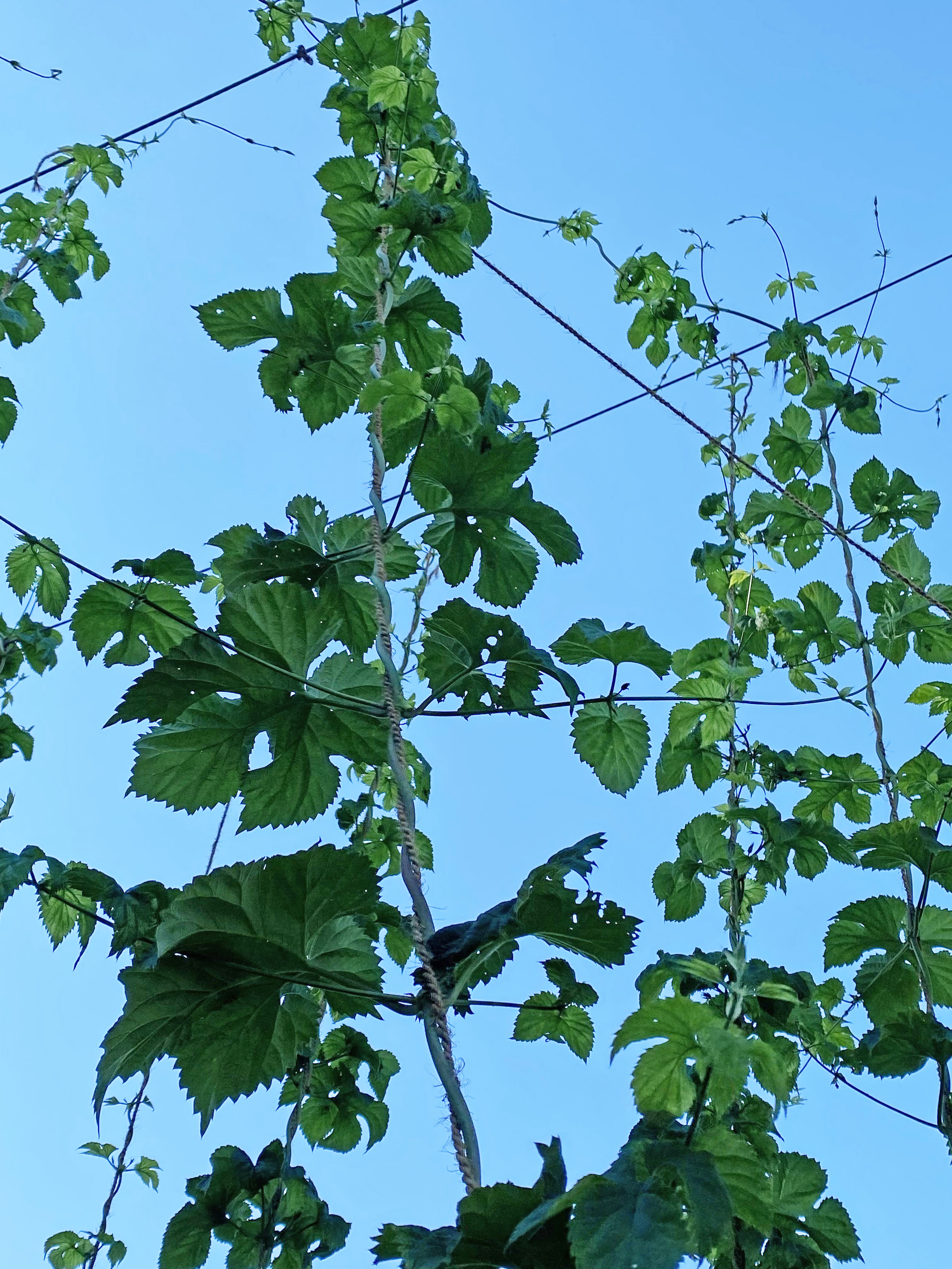 Hops hitting the wire.